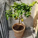 Antico Loft Апартаменты *